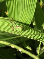 Conocephalus saltator