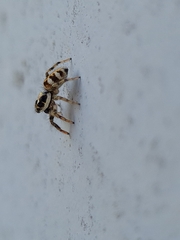 Salticus scenicus