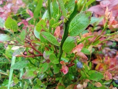 Vaccinium myrtillus