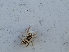 Salticus scenicus