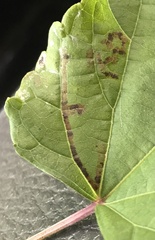 Phyllocnistis vitegenella