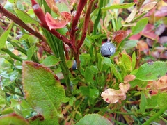 Vaccinium myrtillus