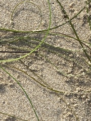 Phyllospadix torreyi