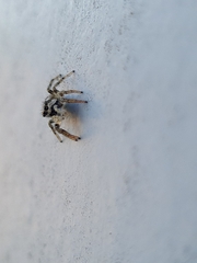 Salticus scenicus