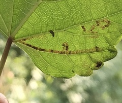 Phyllocnistis vitegenella