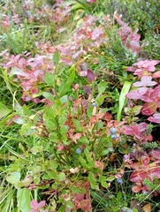 Vaccinium myrtillus