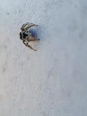 Salticus scenicus