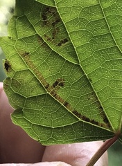 Phyllocnistis vitegenella