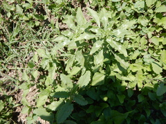 Amaranthus polygonoides