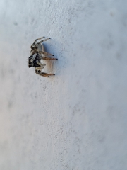 Salticus scenicus