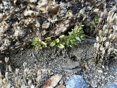 Cerastium beeringianum
