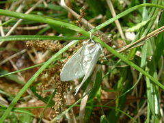 Spilosoma congrua