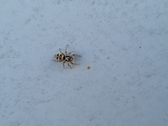 Salticus scenicus