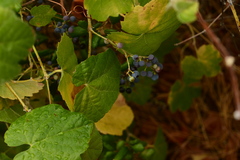Vitis girdiana