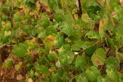 Vitis girdiana