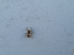 Salticus scenicus