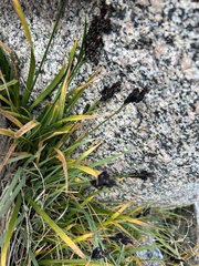 Carex scopulorum