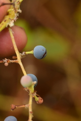 Vitis girdiana
