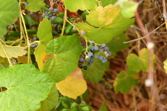 Vitis girdiana
