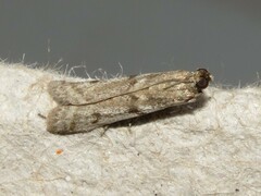 Phycitodes reliquellum