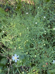 Symphyotrichum drummondii