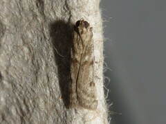 Phycitodes reliquellum