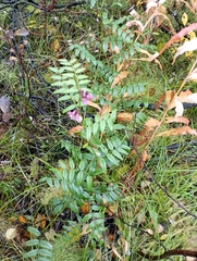 Vicia sepium