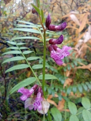 Vicia sepium