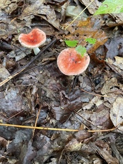 Russula rosacea