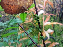 Vicia sepium
