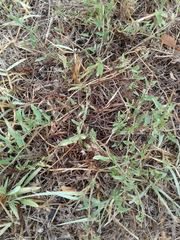 Convolvulus arvensis