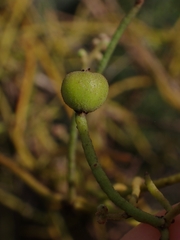 Cassytha pubescens