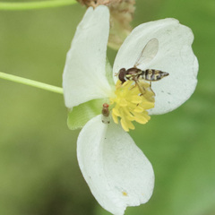 Toxomerus occidentalis