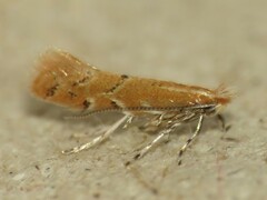 Cremastobombycia solidaginis