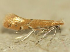 Cremastobombycia solidaginis