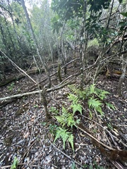 Microlepia