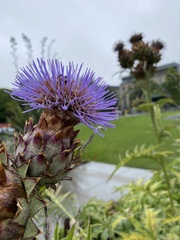 Cynara cardunculus