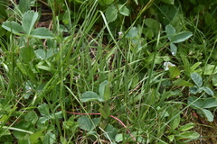 Veronica wormskjoldii