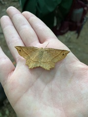 Euchlaena tigrinaria