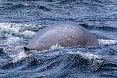 Balaenoptera musculus