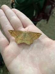 Euchlaena tigrinaria