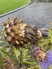 Cynara cardunculus