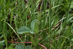 Veronica wormskjoldii