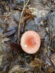 Russula rosacea