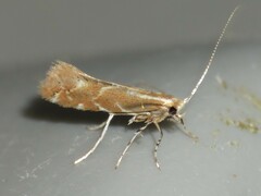 Cremastobombycia solidaginis