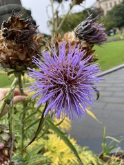 Cynara cardunculus