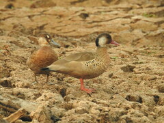Amazonetta brasiliensis