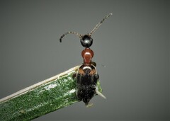 Anthelephila pedestris