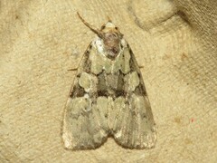 Leuconycta lepidula