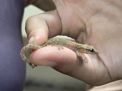 Lepidodactylus lugubris